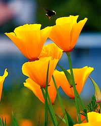 California Poppy